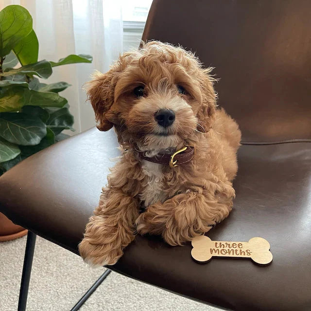 Wooden Monthly Milestone Marker For Dogs